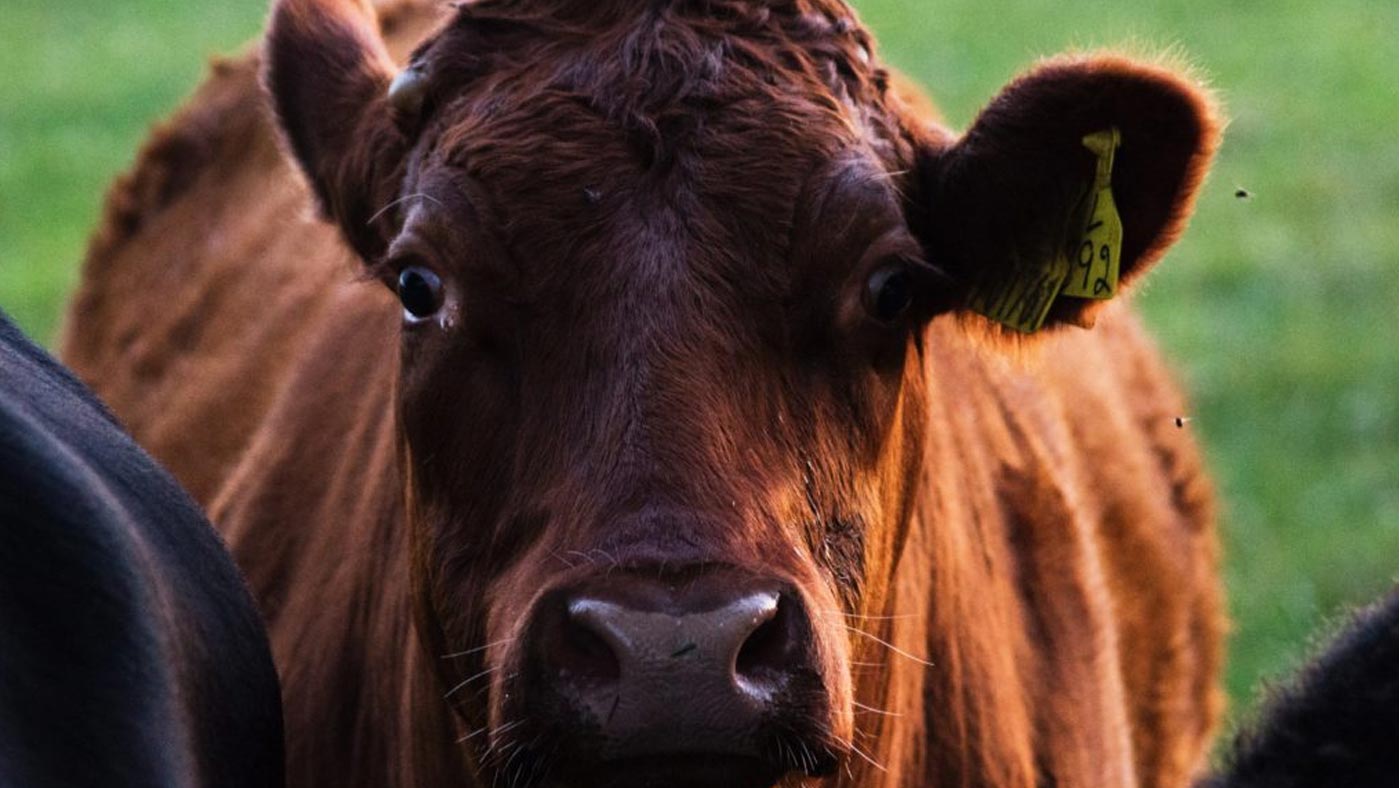 Argumente gegen eine vegane Ernährung